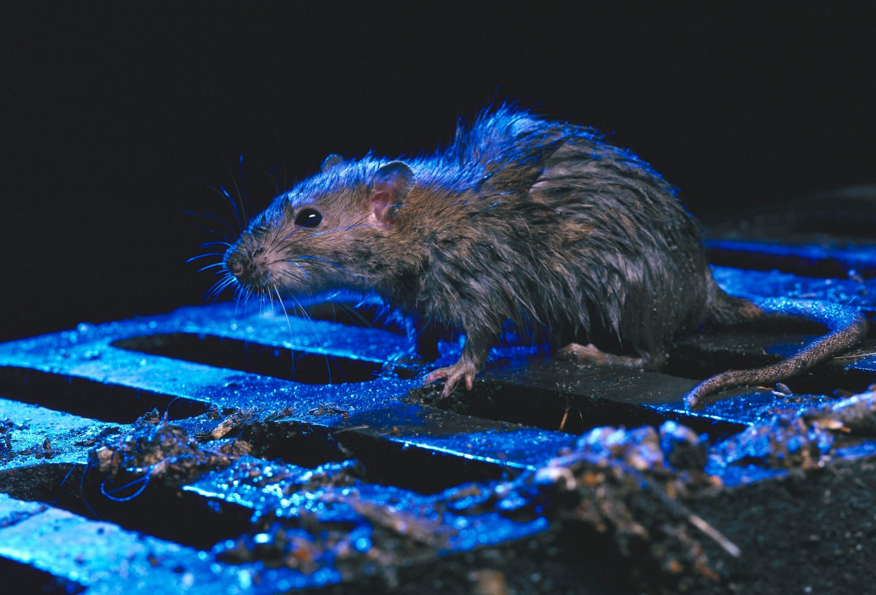 In Spain, rat hepatitis was detected in humans for the first time