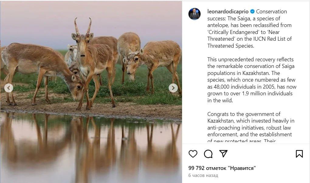 Леонардо Ди Каприо поздравил Казахстан с успехом в восстановлении популяции сайгака