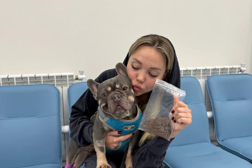Французский бульдог проглотил нижнее бельё хозяйки и попал в больницу