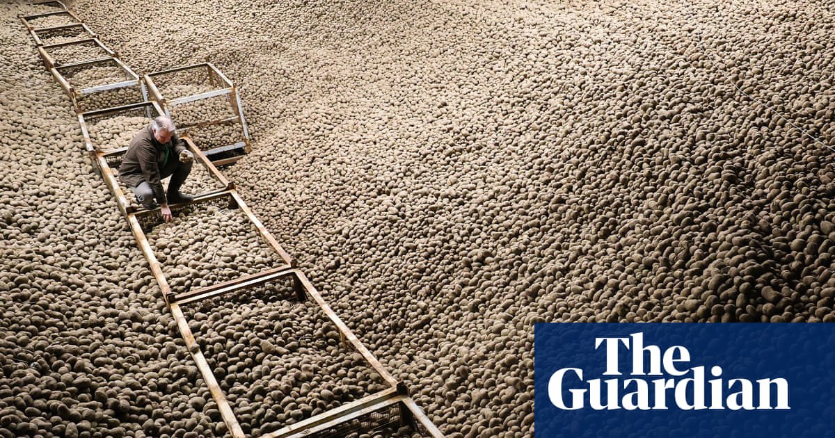 В Берлине — картофельный потоп. Из-за рекордного урожая картошку раздают бесплатно